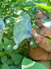 A man with a bag in a patch of knotweed