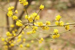 Our beautiful native Spicebush blooming in the woods