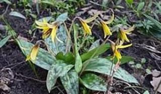 April 1 starts trout season and when the trout lilies appear