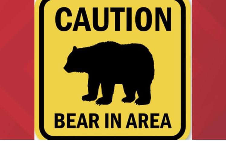 bear in the area